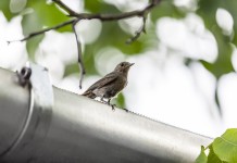 Trees in the Gutter Bird on Gutter