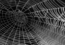 What Not to Learn? Web